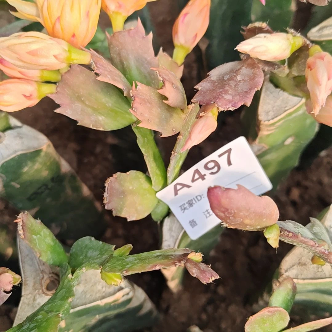 036金黄重瓣脱土脱盆易掉芽苞497