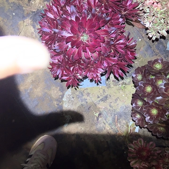 法师一物一拍链接88