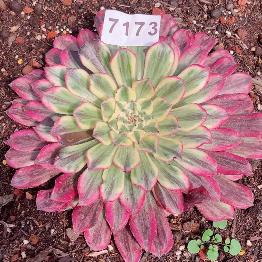 云彩大主头多肉发货