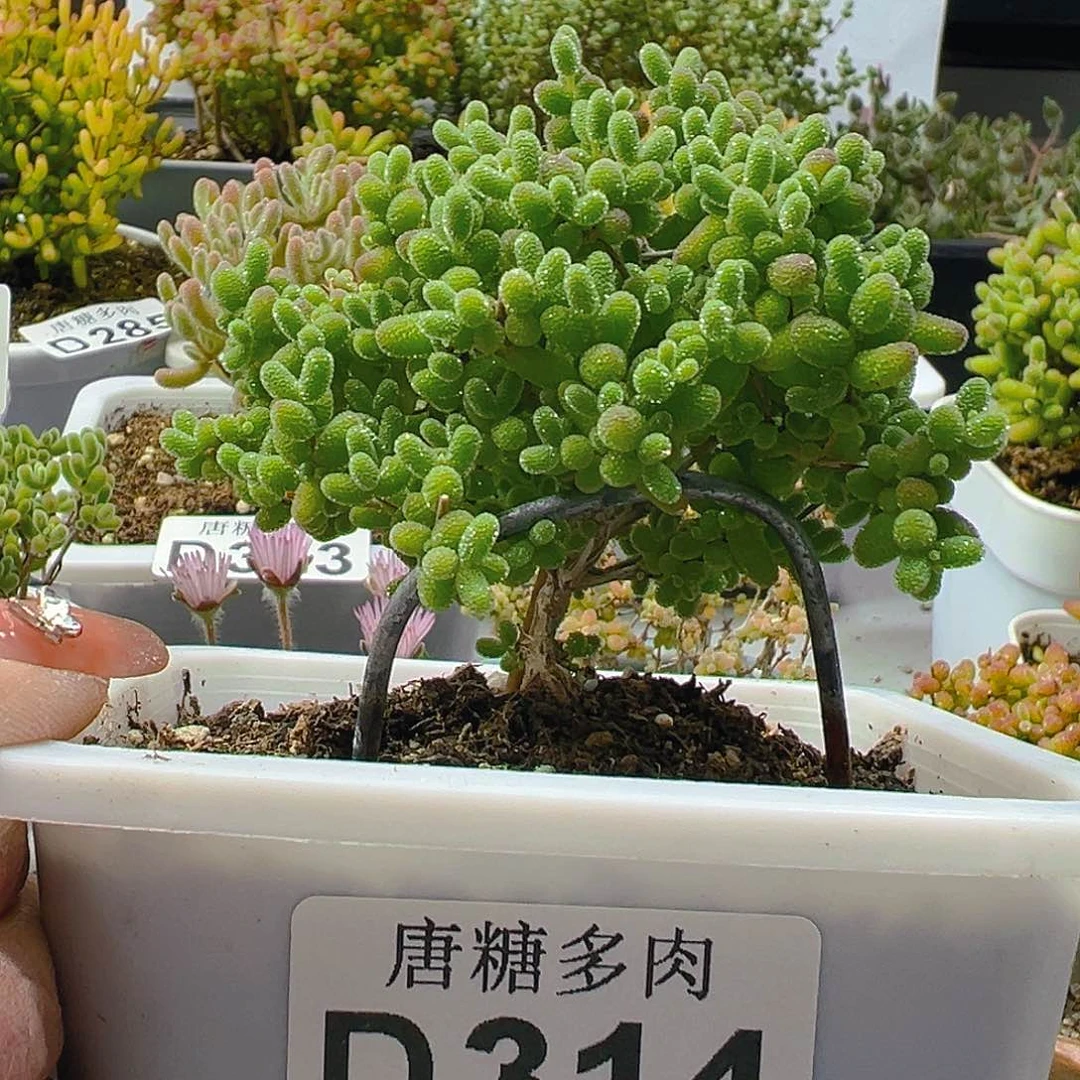 蜜橘314。       