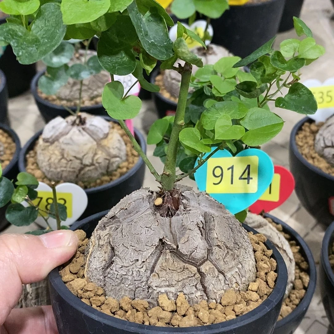 南非龟甲龙龟甲龙