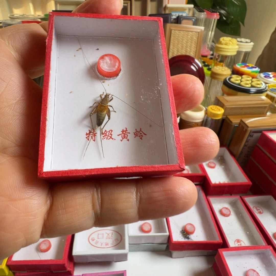 我***我蟋蟀一只凤仙子一个加湿器