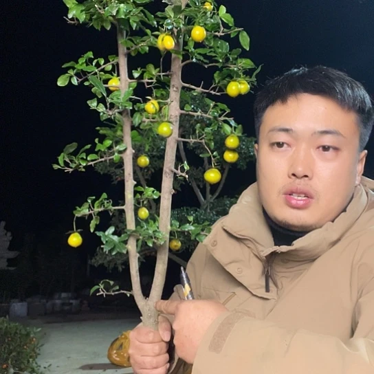 无花朵金弹子庭院原生品种