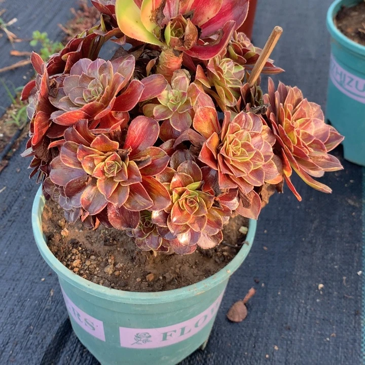 048花月夜多肉植物特价