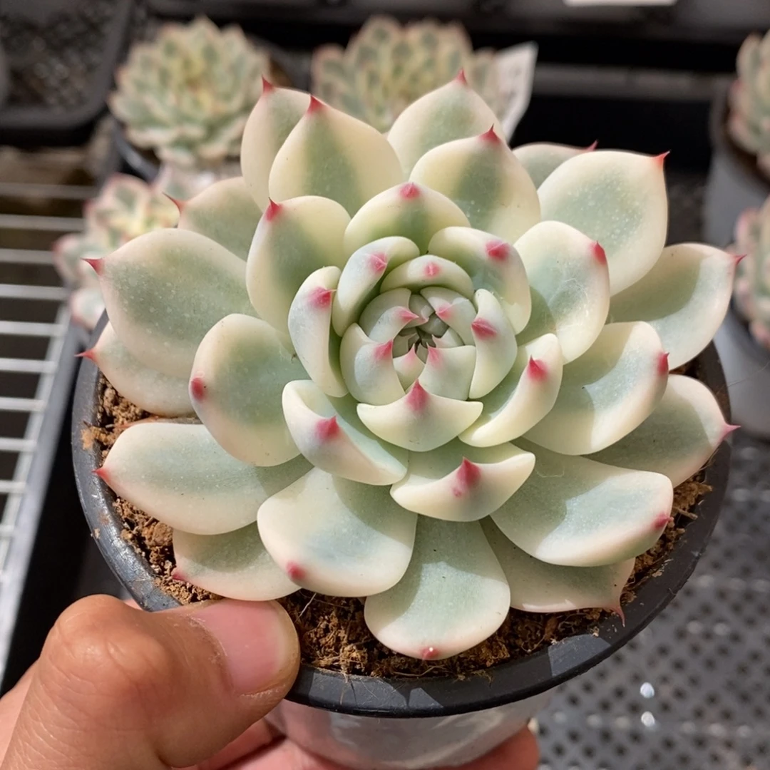 吉娃娃锦多肉植物A144