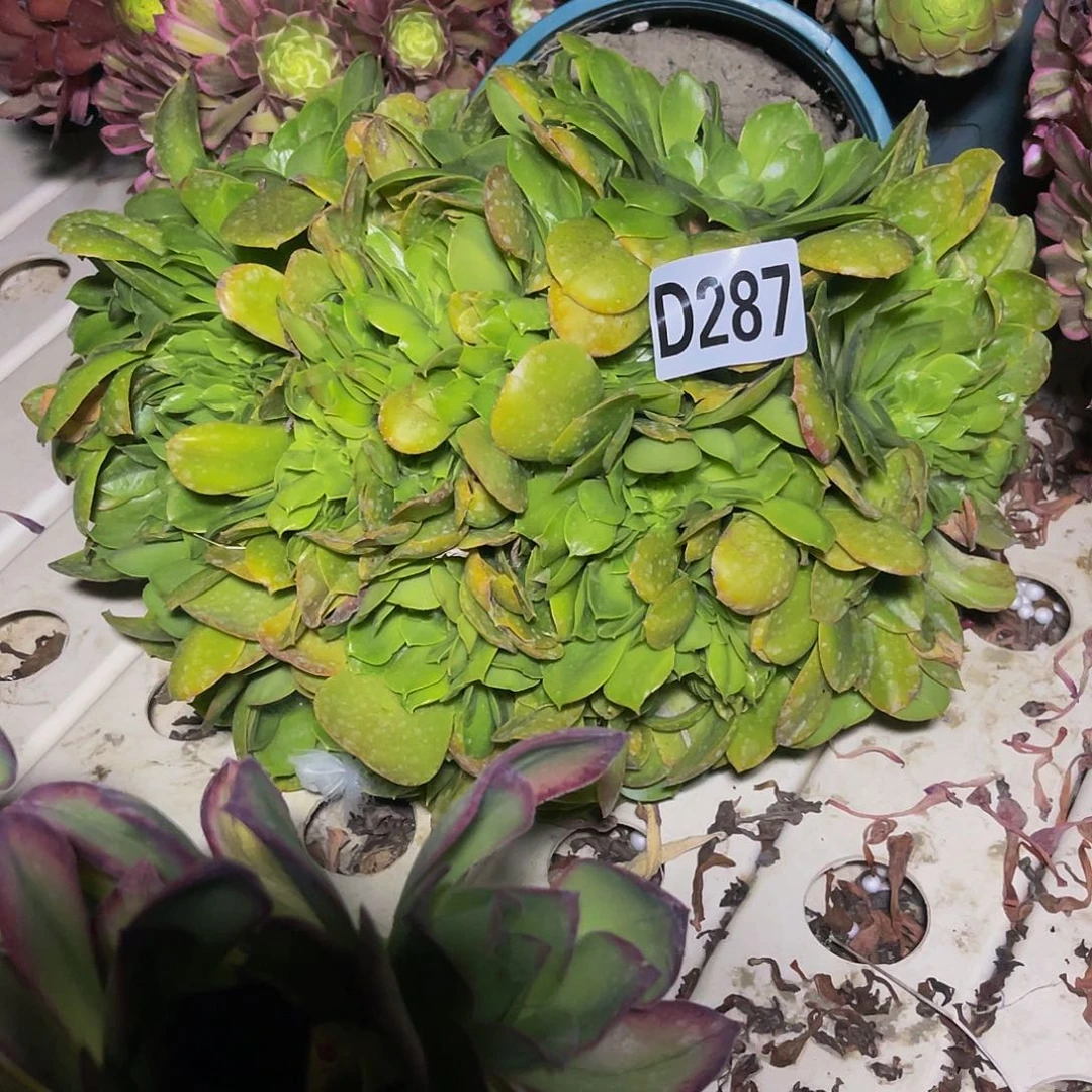 香炉盘法师7—6包邮