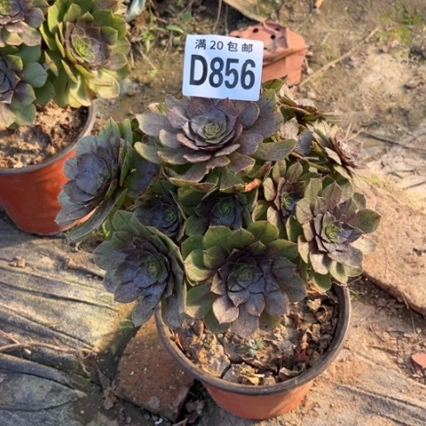 856万拉丝不包断枝