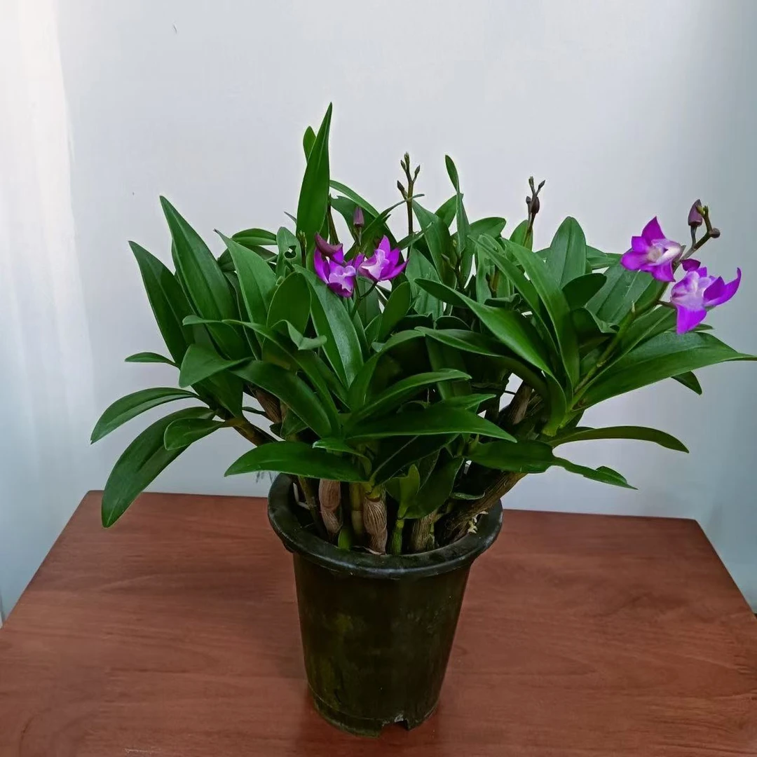 超爆花香水味【澳洲香水】石斛兰盆景15-20杆
