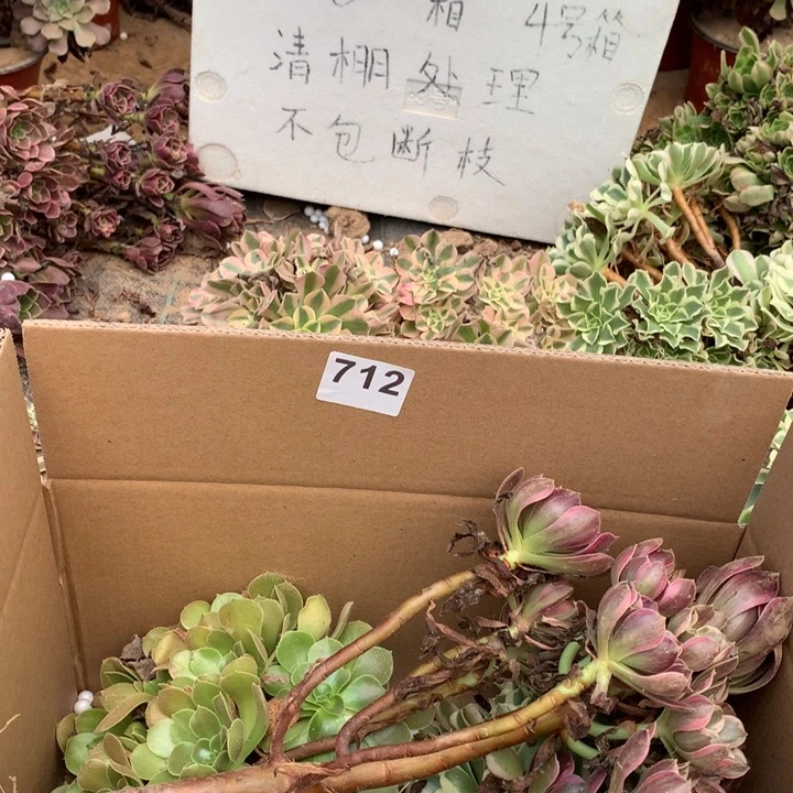 712三颗法师多肉