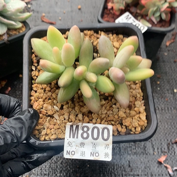 白兰地老桩 多肉植物9.23左右发