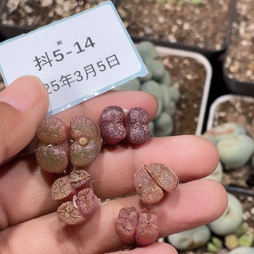 逗*5-14肉锥多肉植物勋章