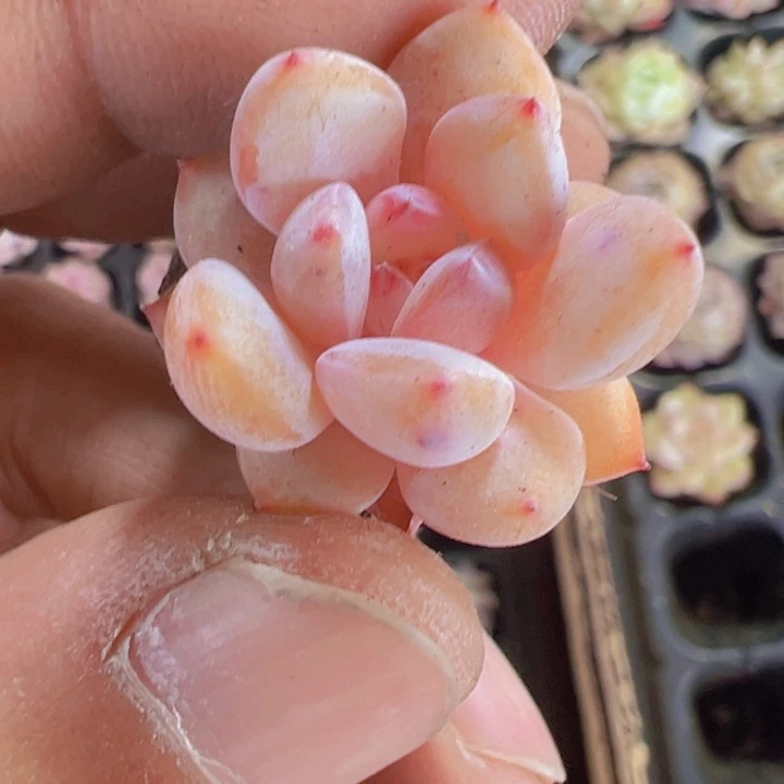 粉笔精品多肉植物