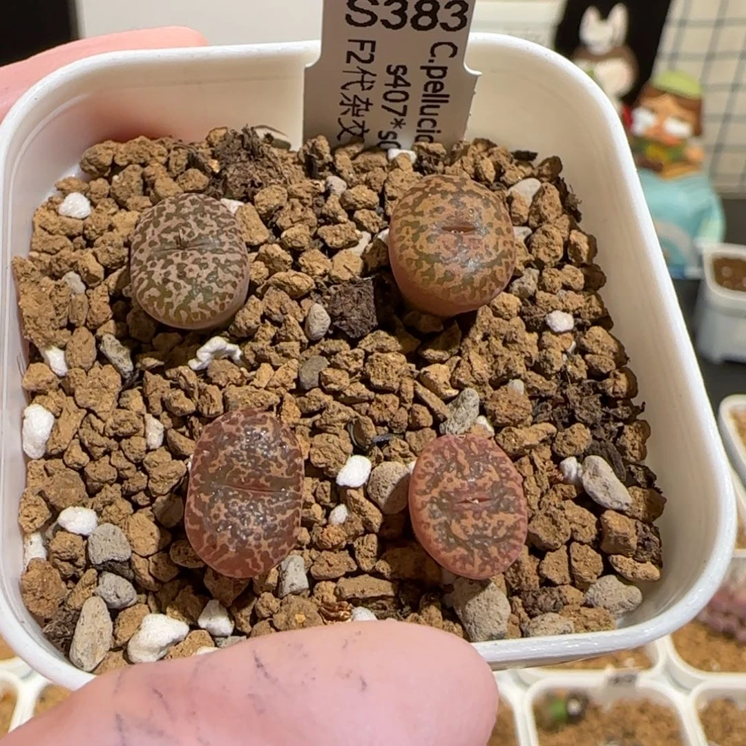肉锥多肉植物组合-勋章一盆1758