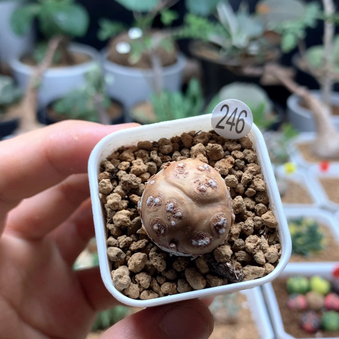 格加厚敦菊母本多肉带盆2cm