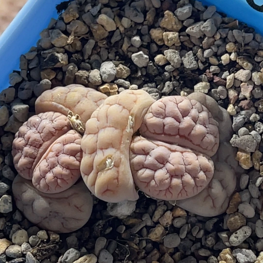 6860双头红纹球体261一颗