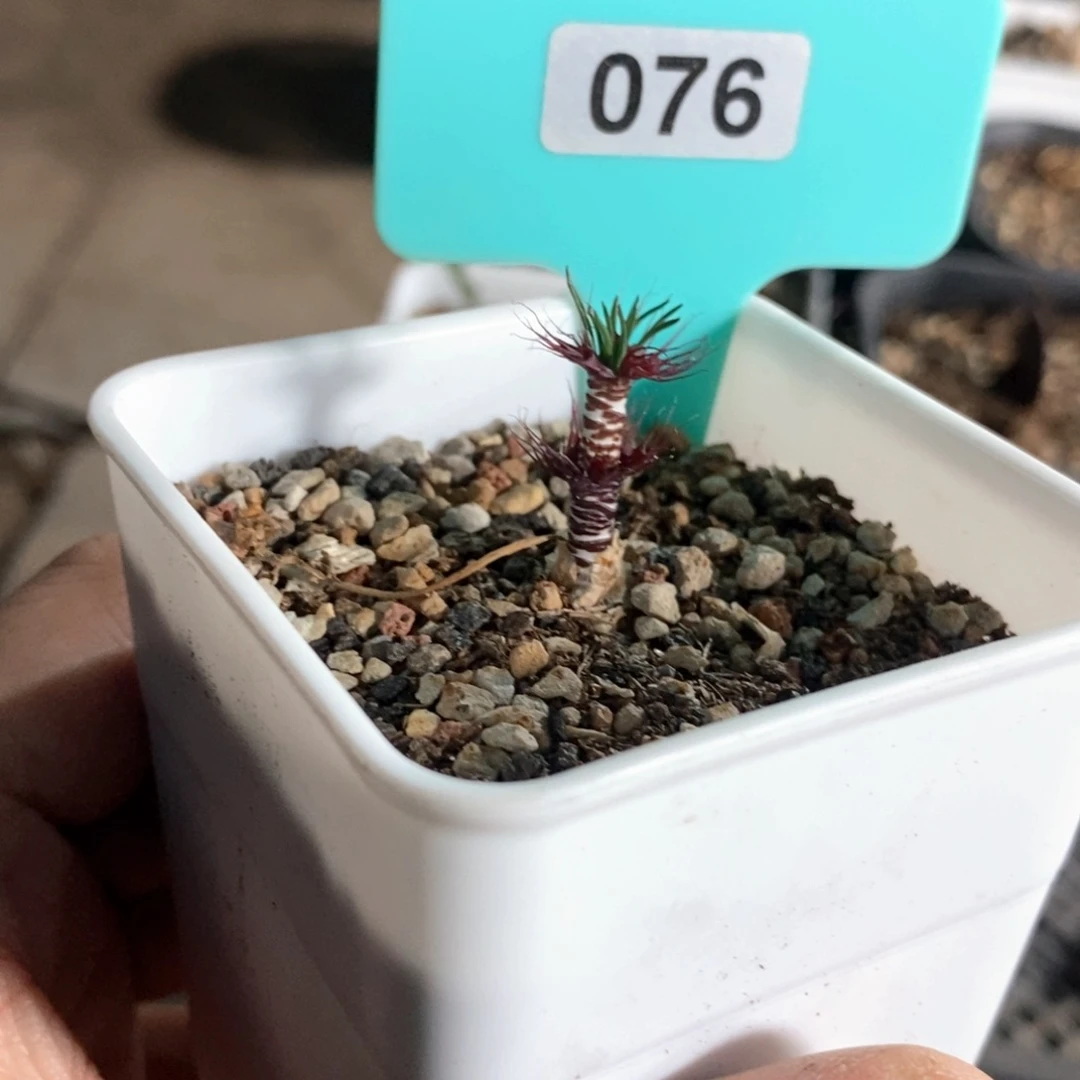 Gv双叶翘弹簧草产地