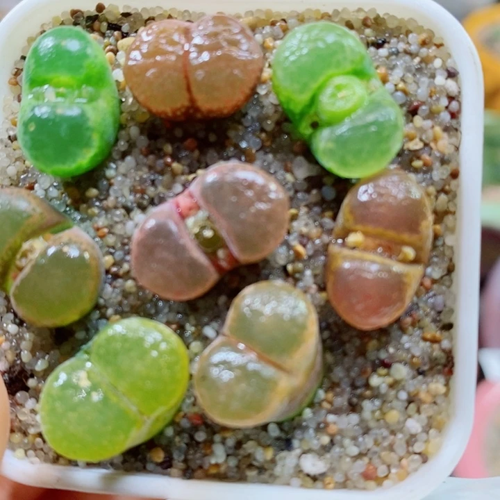 生石花花红红火火672