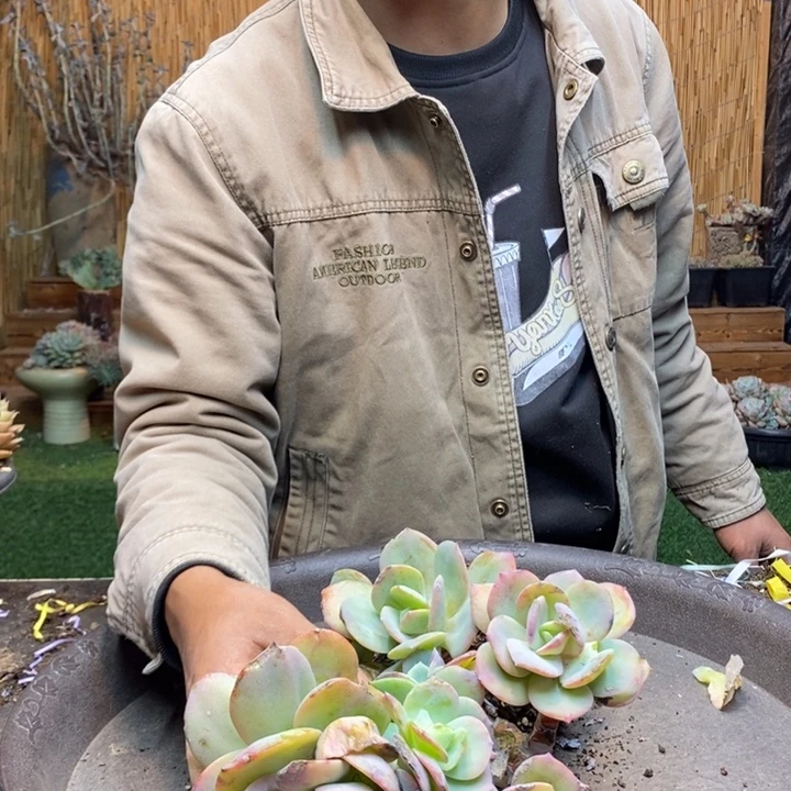 倩***儿164 号白凤多肉植物