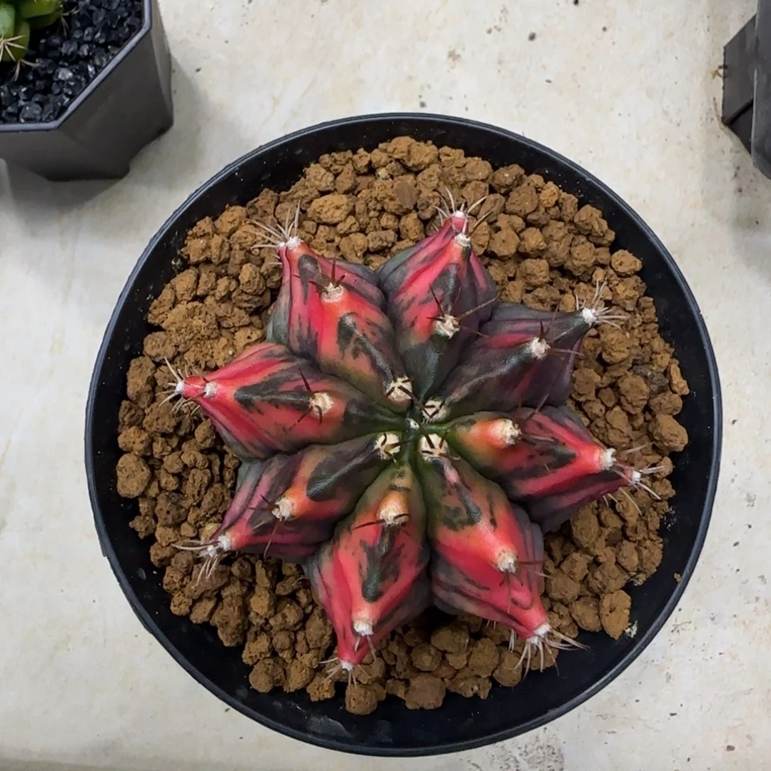 泰系实生米哈锦福利价