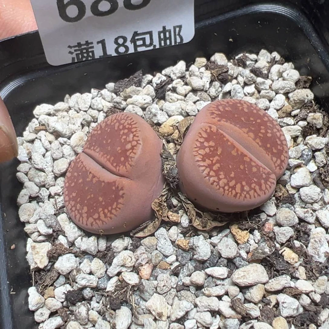 【闪购商品】 688。