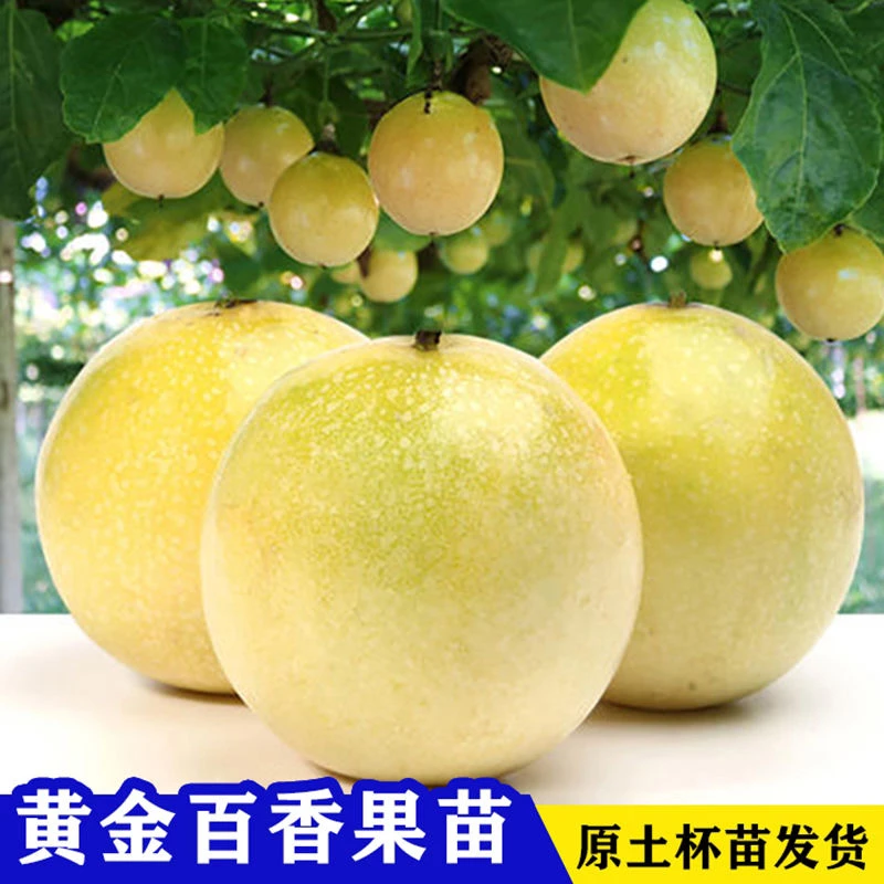【四季结果】9号黄金百香果苗嫁接苗大苗庭院爬藤