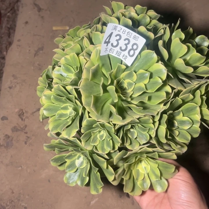 绿豆莎多肉植物法师4338