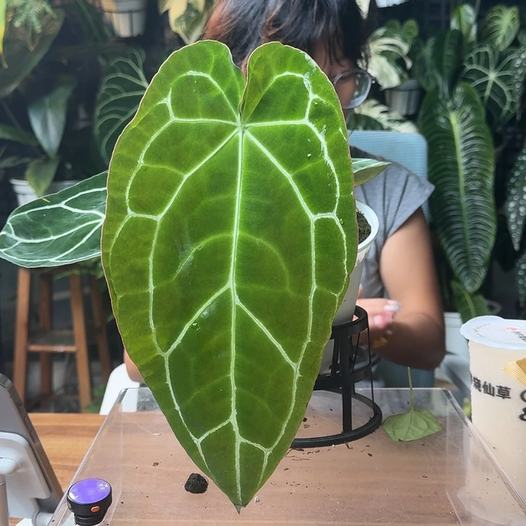 Y***B无花朵一物一拍D63