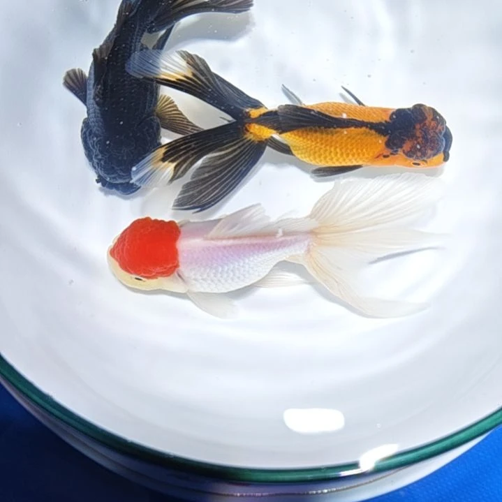 永***晴海水鱼一二三四五六七八