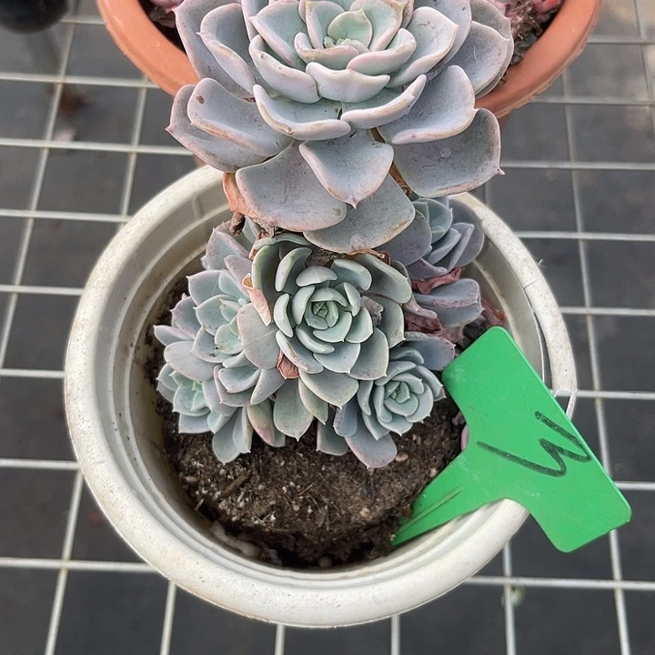 两单包邮，一物一拍3美考