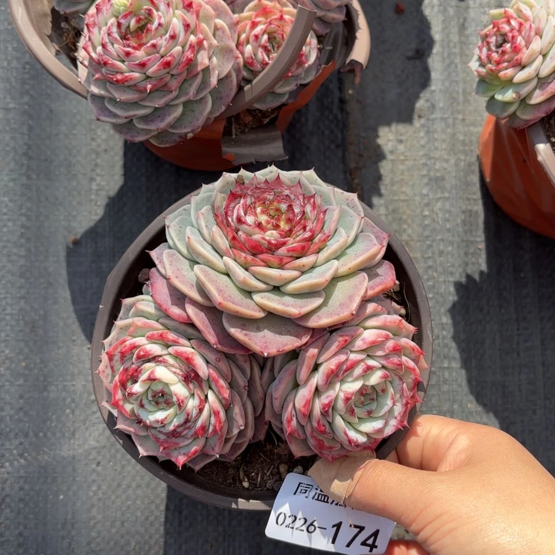 同温层多肉天鹅绒174