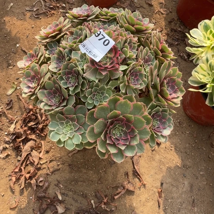 多肉粉花妖法师970