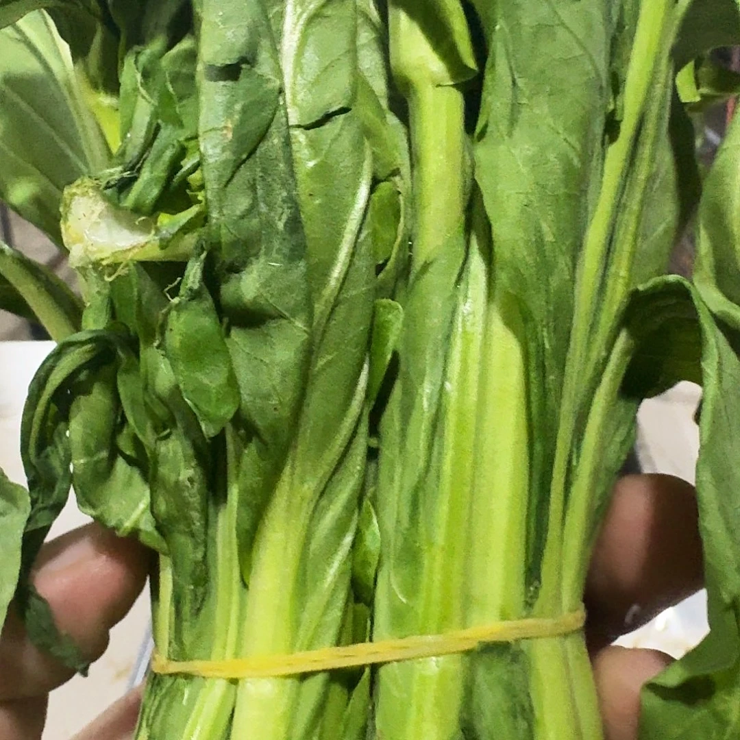 Ö***椰白菜中国大陆青菜