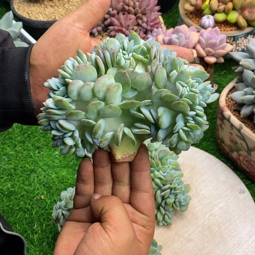 奶茶缀花正版多肉植物