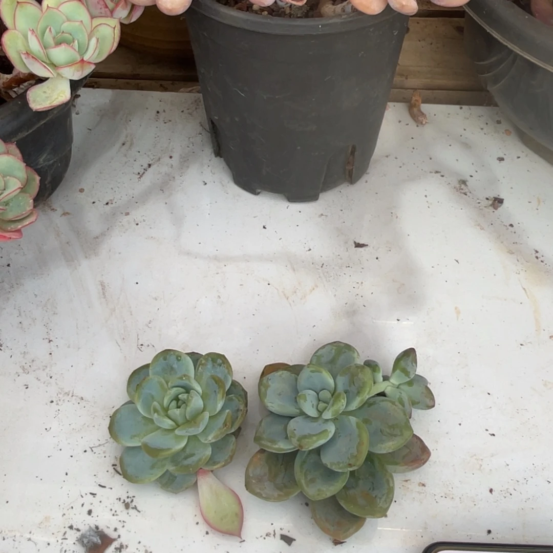 姓***娘十级福利整桩无砍