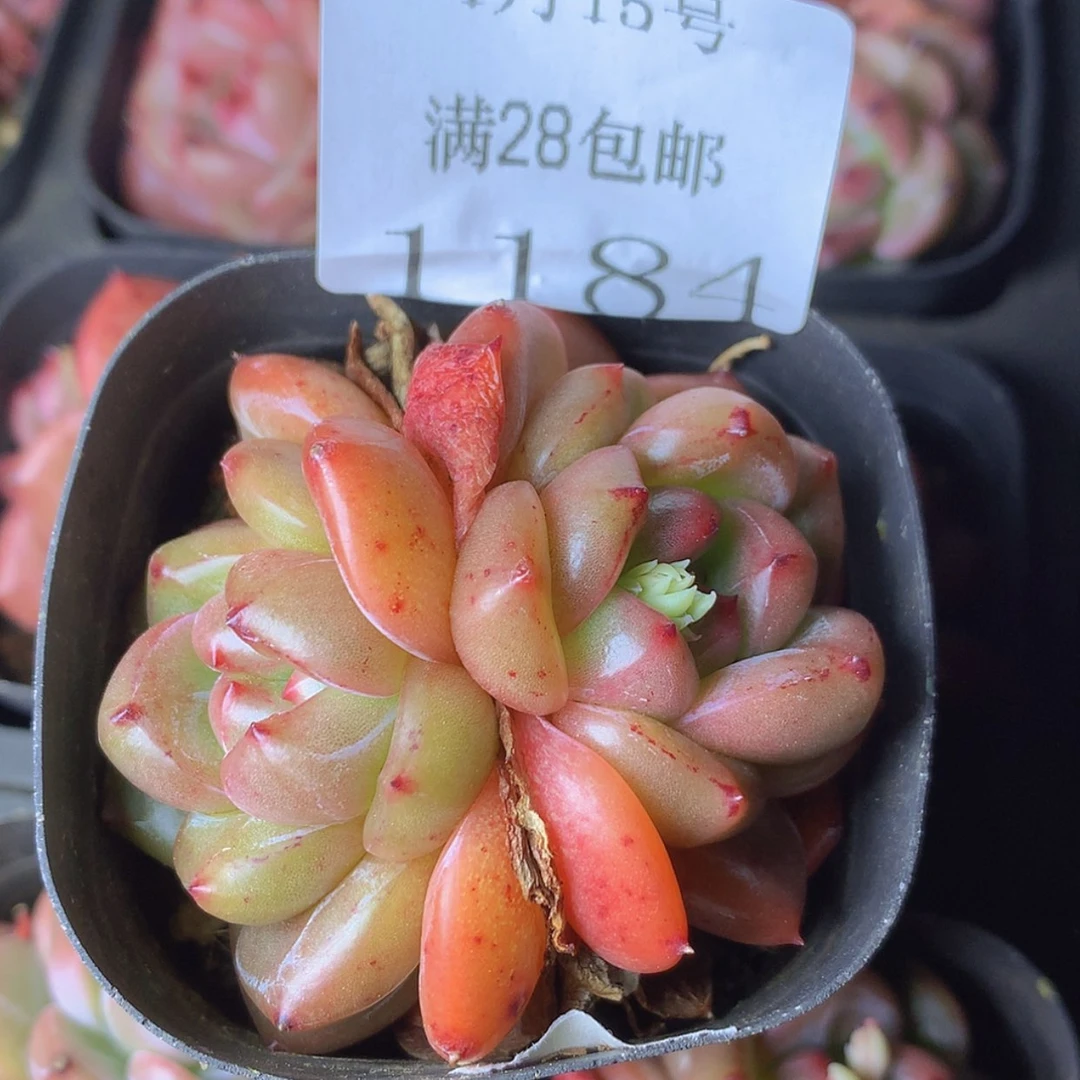 【闪购商品】云1184号