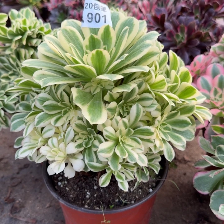 满20包邮，901迈巴赫