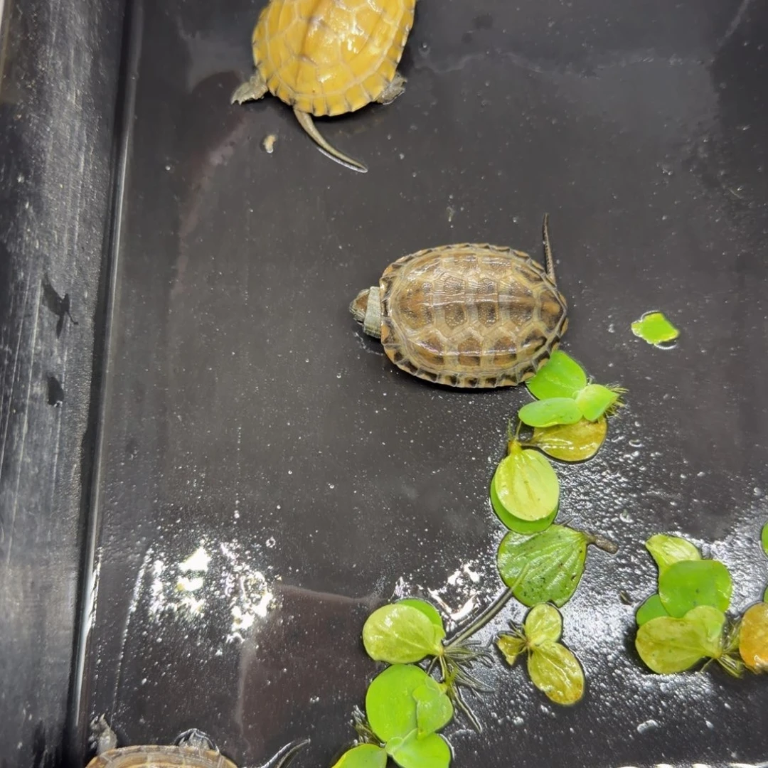 不分公母宠物龟3只