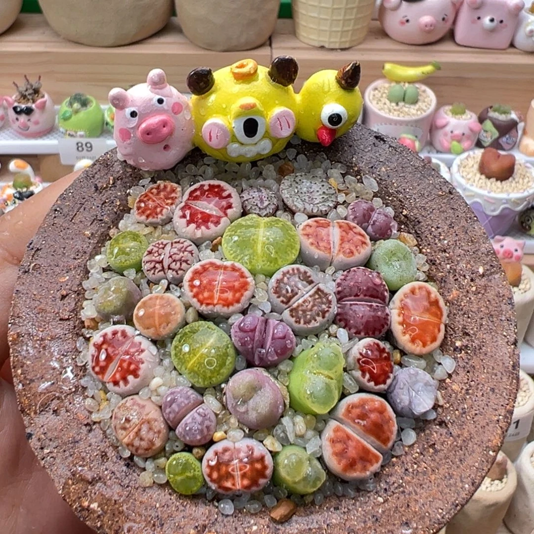多肉植物138号彩色