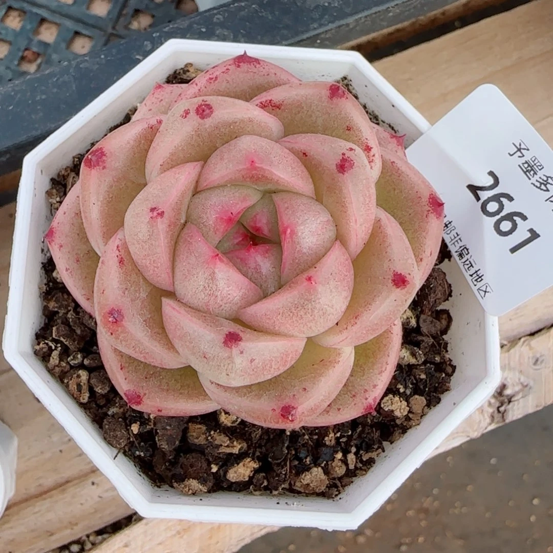 M100，多肉植物2661