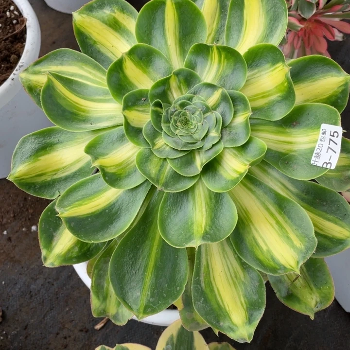 775暴君多肉113445789