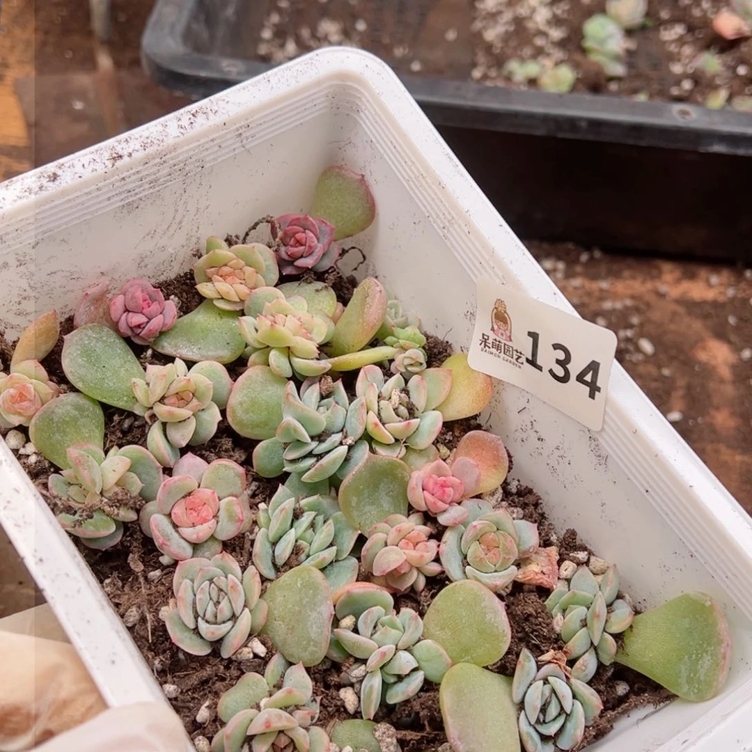绣*多肉植物多肉植物