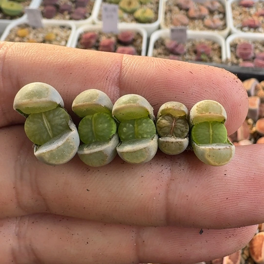 G413绿李回交版荷叶绿菊一年半