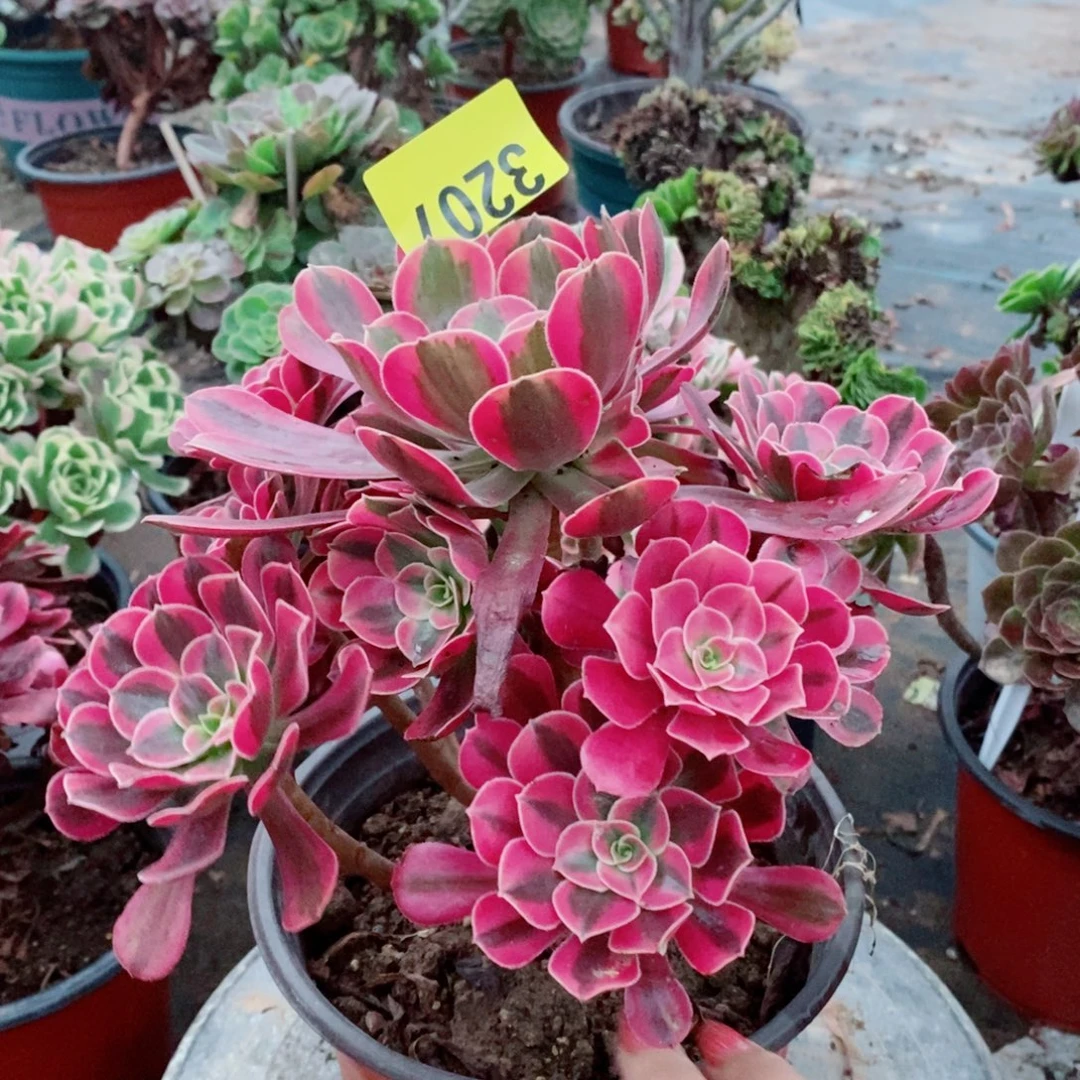美杜莎多肉植物3207