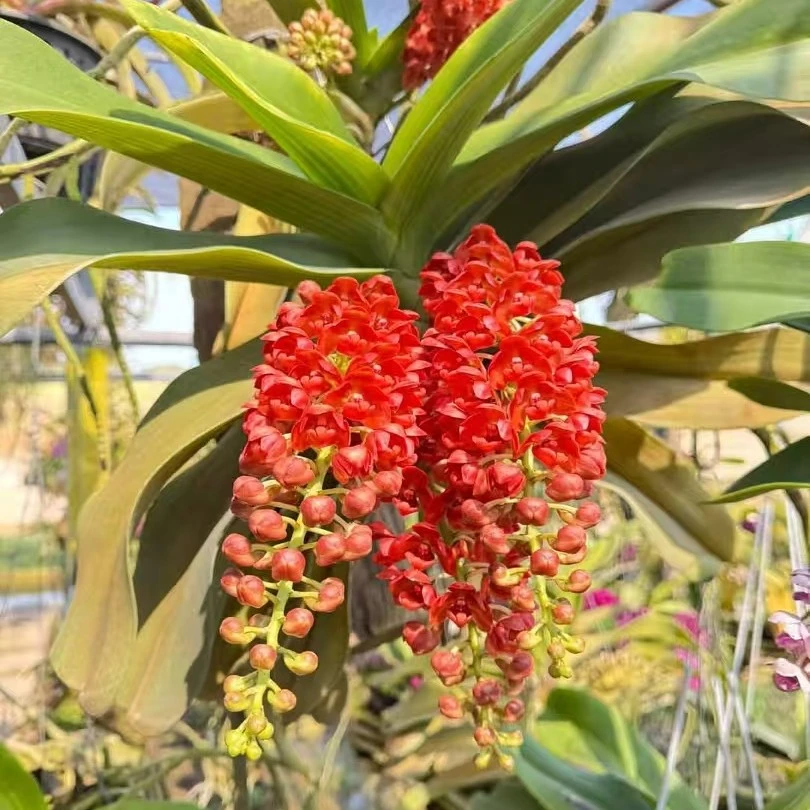 红宝石 泰国  花爆花艳 串花型  适合垂吊挂养  春季开花