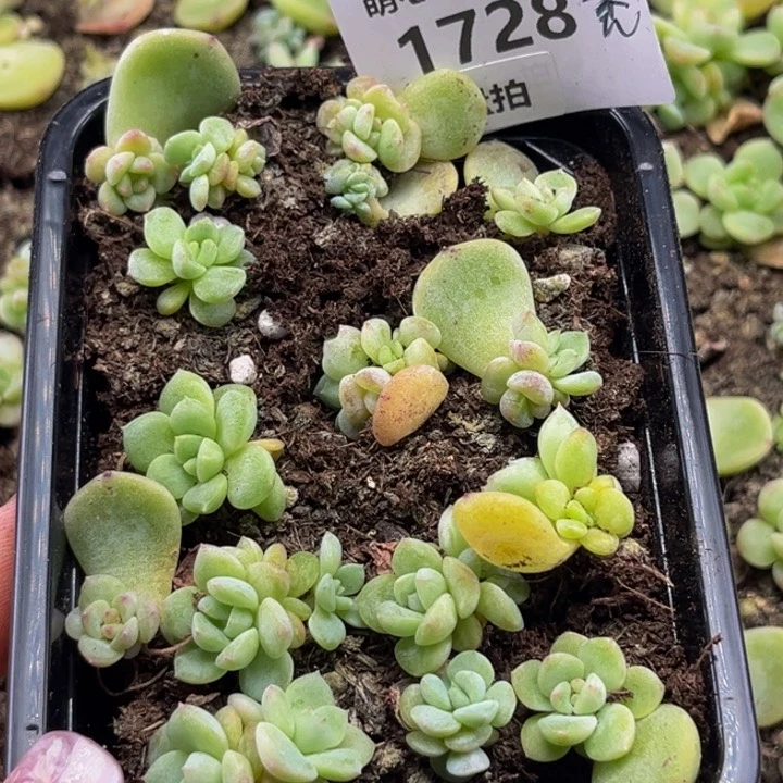 1728秃子甜心切糕多肉