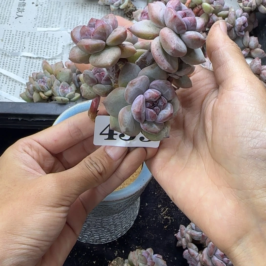 星影6头无根一物一拍439