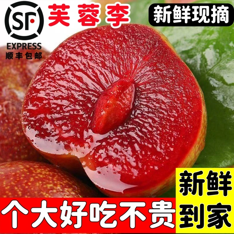 福建当季现摘红心芙蓉三华李新鲜酸脆李子孕妇水果大李子福建省
