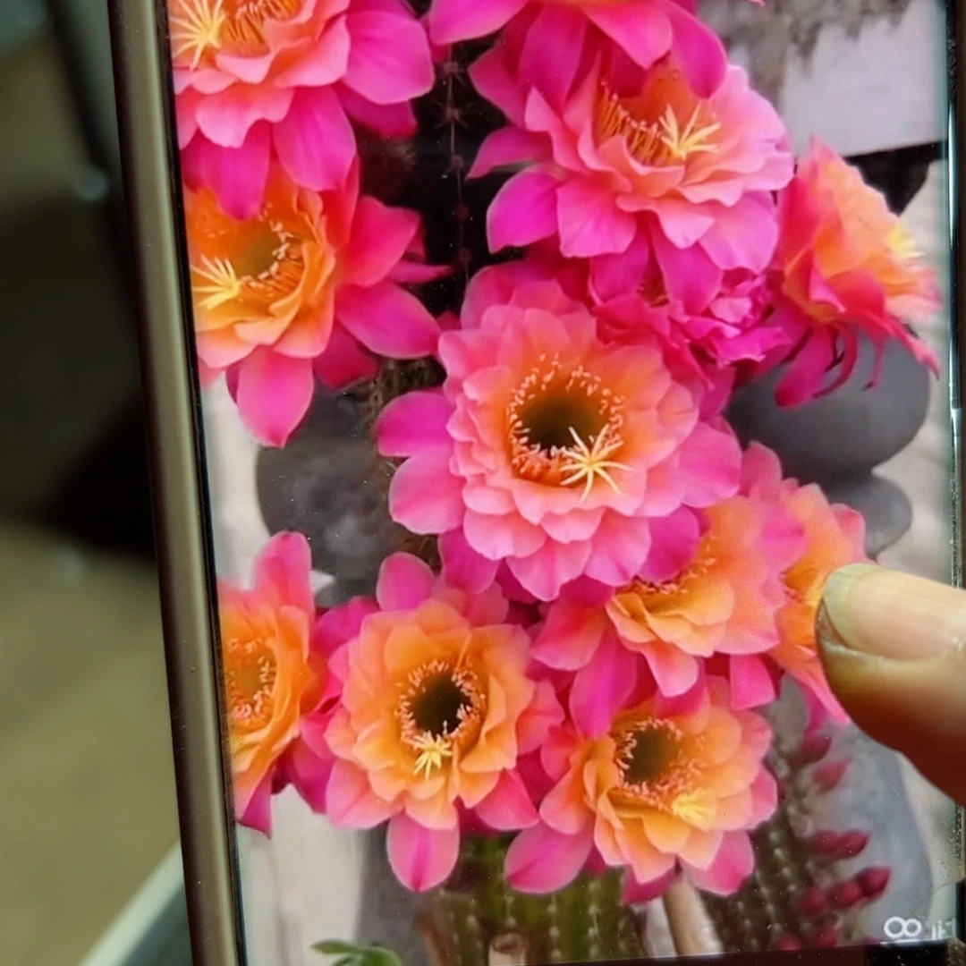 下23金妞时光歪无根侧芽5公分左右20包邮