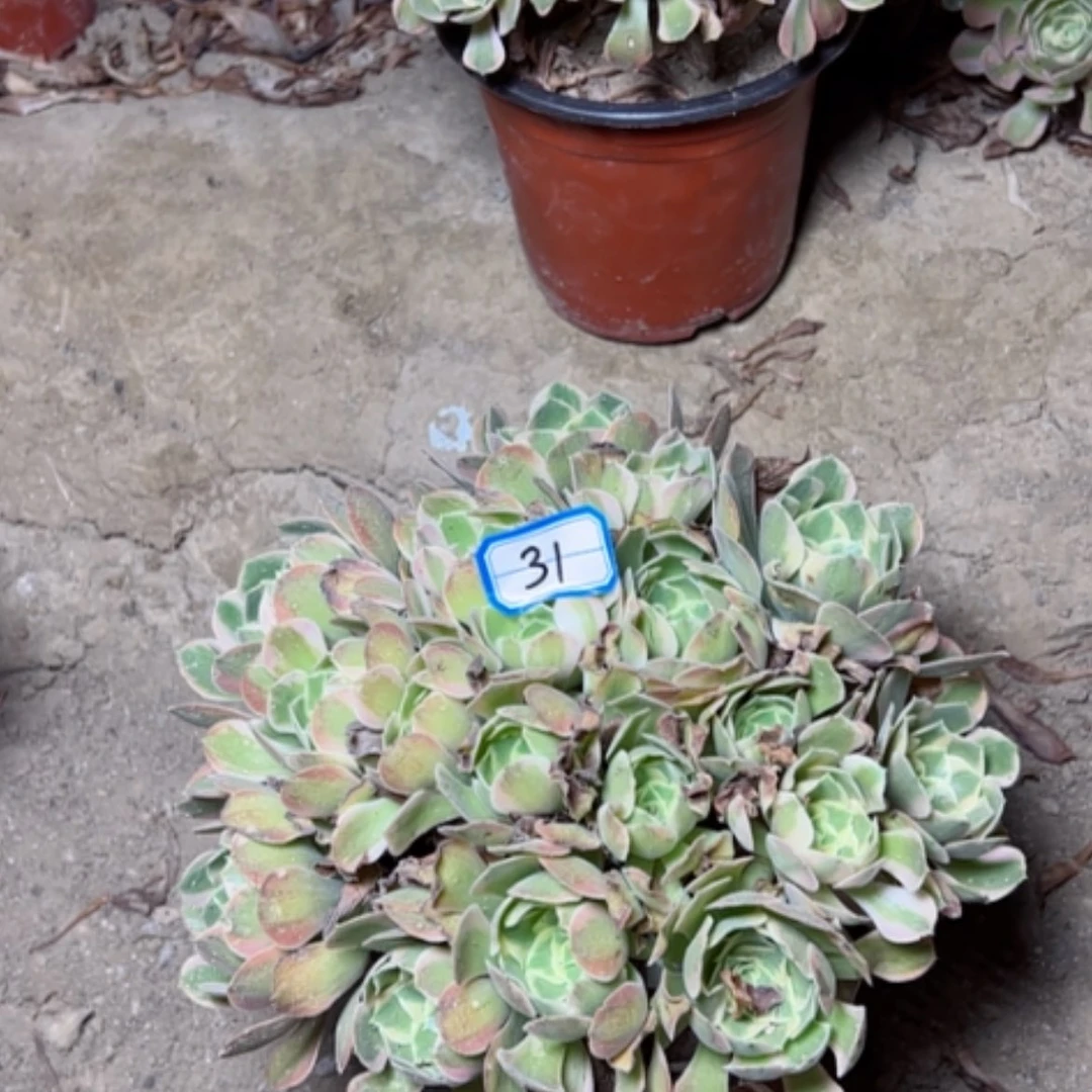 【闪购商品】妖月31