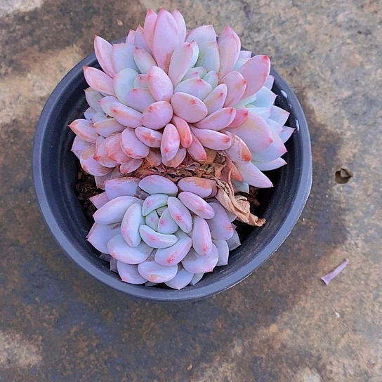 ?***?星星橙缀化多肉植物